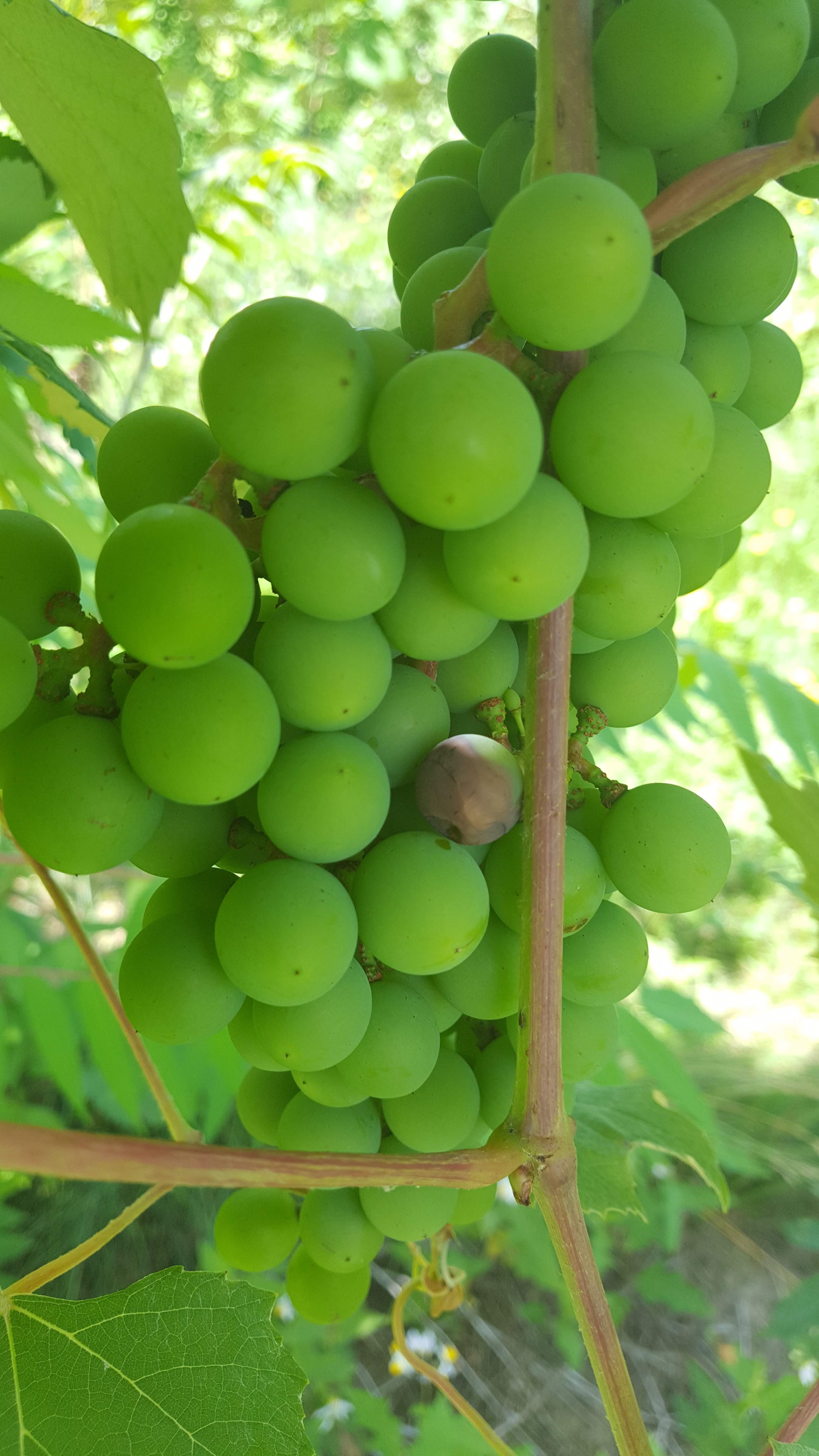 Niagara berry touch Black rot